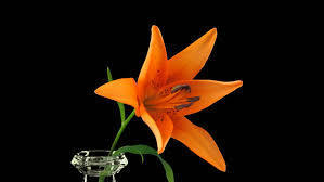  orange Lily