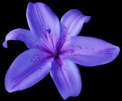  Purple Lily