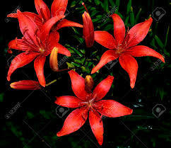  Red Lily