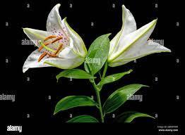  Oriental Lily