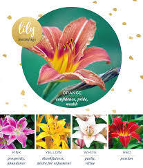  Basic idea of a few of the colours of lilies