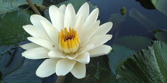  White Lotus