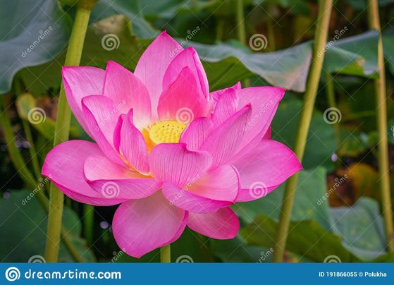  merah jambu Lotus