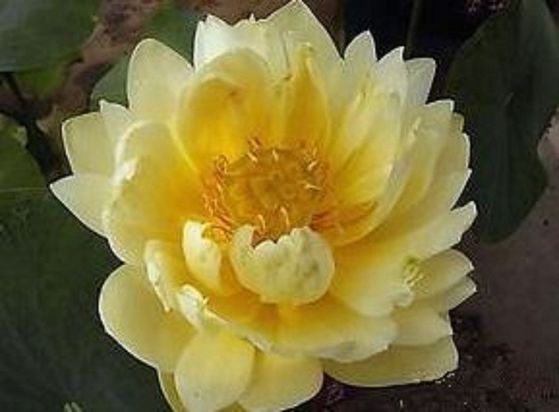 Yellow Lotus