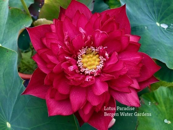 Red Lotus
