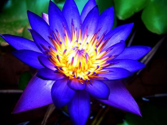  Blue Lotus