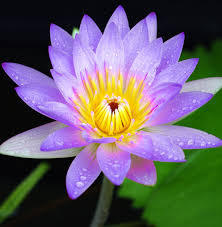  Purple Lotus