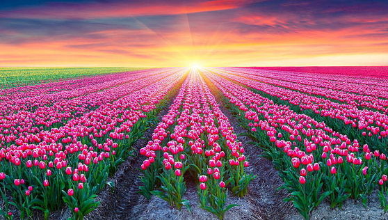  粉, 粉色 Tulips