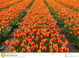  কমলা Tulips