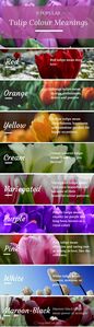  A basic idea of the 색깔 of tulips.