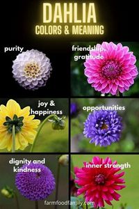 A basic idea of the different colors of Dahlias.
