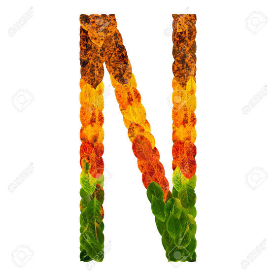 Autumn leaves bright letter n. natural multi layers living leaves isolated