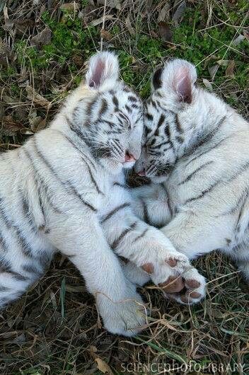 one of my fave animals -white tigers