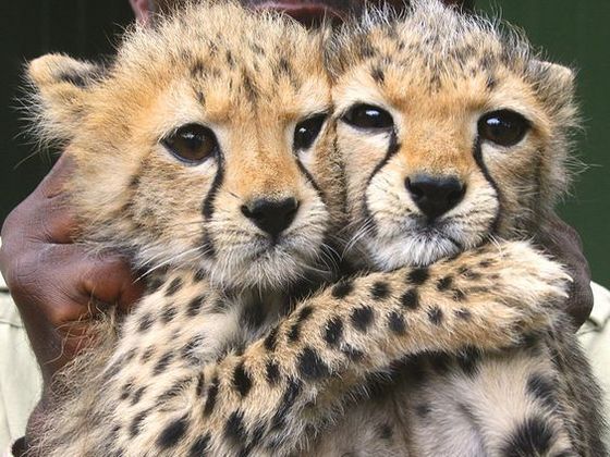  my fave animal in the world - cheetahs