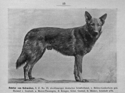  Hektor von Schwaben, one of the original German Shepherds
