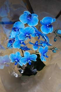  The Blue Orchid Is Blue