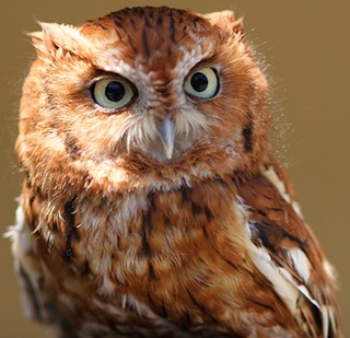  I don’t know which type it is, so you’re probably right and it’s the wrong owl. Is this one ok