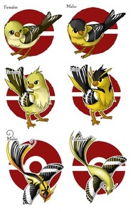 Name: Chickolu
Age: 2 
Type: Flinchy (fake pokemon) 
Story: These pokemon were rather common a lon