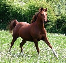  Fave animal: Horse, for Round Two. :)