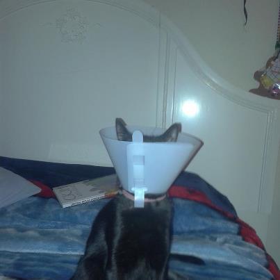 this is my cat...........she has the cone of shame on because she got her front claws removed
