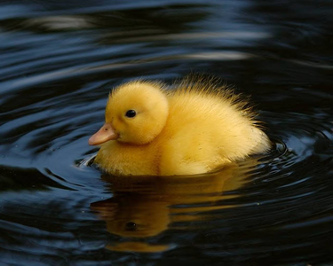  I'm dead serious. Ducks are my inayopendelewa animals! C'monnnn irresistible!!!