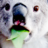 Koala <3