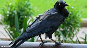  Raven!