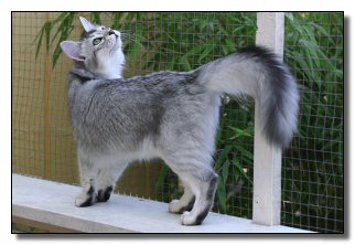  Featherwing, sort of. Featherwing just has no black and 더 많이 white than grey. But the body type is ab