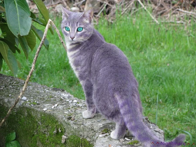 (Aquagaze-a pretty small silvery gray she-cat with white markings and brilliant blue eyes)