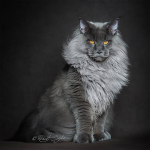(Graylion-Huge gray fluffy tom with a lion like fluff of fur with bright orangey amber eyes )