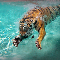  Harimau are pretty good swimmers and it is berkata that they can swim up to 6 kilometres !!!!
