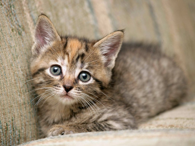  ngày 29 - động vật Cats, I tình yêu cats, if I could adopt all mèo that have been abandoned bởi their pr