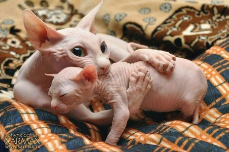  I picked hairless Кошки because I like them. The poor things are so mistreated and judged on they're L