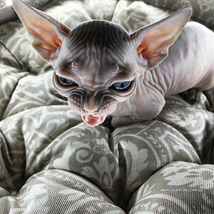  I agree with Kirsten so much. Hairless cats ARE beautiful and adorable and they definitely deserve to