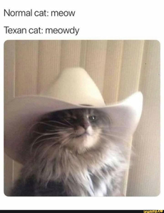 I'm sorry I had to post this! Too cute!!!!! 😻
Texas Cat! *lol* 😂
