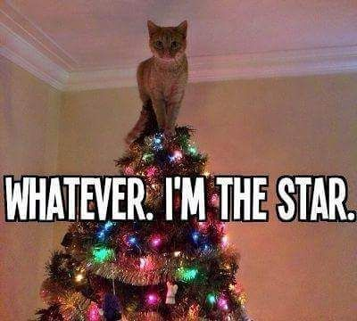 Great way to start the week off! *lol* 🎄🌟😂😻