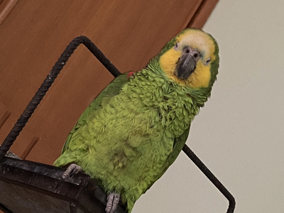 I don’t have pets, but my phone is full of pictures of Louro, an adorable parrot who lives at my au