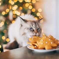 Hey, my besties...let's share Christmas cookies 💖💖
