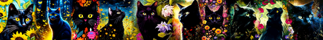  Black cats- Banner (2024)