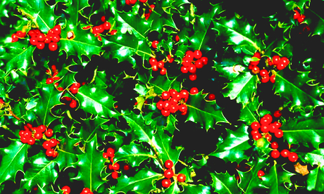  [b]Day 6 - hulst, holly of mistletoe?[/b] I like holly, 'cause one of my favoriete climbing trees as a kid w