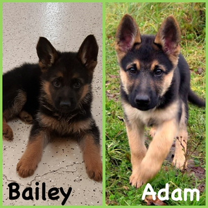  My German Shepard’s, Bailey & Adam. (Thank bạn Mia for putting them together for me!)