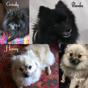  I tình yêu ALL dogs,especially these 4 pomeranians (who belong to my roommates)