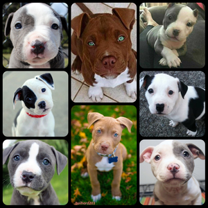 For Bria ChristianAna1 Pit Bull puppies 