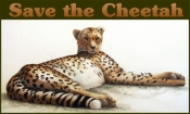  http://www.fanpop.com/clubs/save-the-cheetahs SAVE TEH CHEETAHS!!!!! Please rejoindre I need help...So