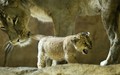 Lion cubs - lions photo