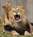 Lions - lions photo