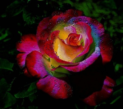  regenbogen Rosen