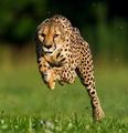 cheetah - animals photo