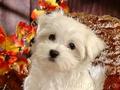 cutee puppies  - dogs photo