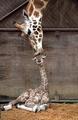 giraffe mother kisses baby - beautiful-pictures photo